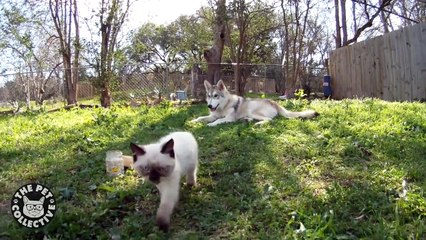 Are You My Mother? || Wolf Mother For Kitten