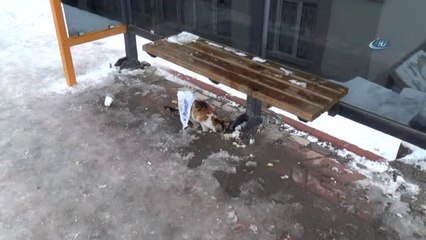 Aç Kalan Kendinin Donmuş Sütle İmtihanı