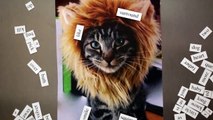 Dear Kitten - Friskies (Subtítulos Español)