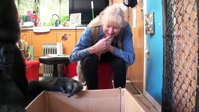 Koko the Gorilla Gets New Pet Kittens | What's Trending Now
