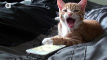 Cute Kitten Playing on iPhone Cat App