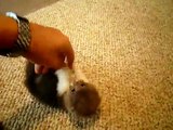 Super Tiny and Cute Kitten (MUST SEE! VERY CUTE!)
