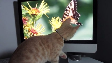 Kitten Reacts To "Cat TV"