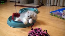 Cutest Teacup Puppies and Kittens Compilation (2015)