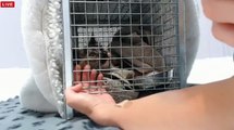 Tiny Kittens Shelly checks up on Sisko post spay