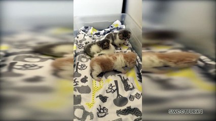 3-Week-Old Exotic Shorthair Kittens Roaming with Curiosity