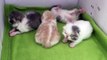 Four Sweet Rolls: 2-week-old Exotic Shorthair Kittens