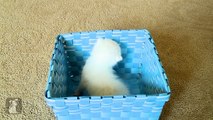 Fluffy Baby Kitten In A Blue Basket - Kitten Love