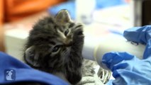 Feisty Bottle Baby Kitten Doesn't Wanna Eat - Kitten Love