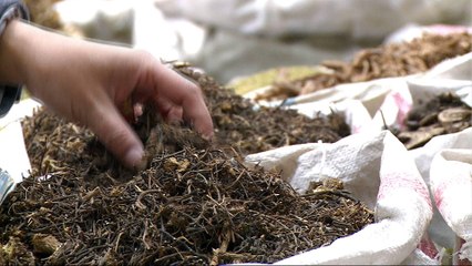 Chinese traditional medicine gains popularity at home and abroad