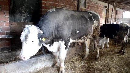 1,2 Tonluk "Şampiyon" İlgi Çekiyor