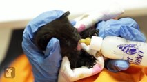 Bottle Baby Kittens (Cute Compilation) - Kitten Love