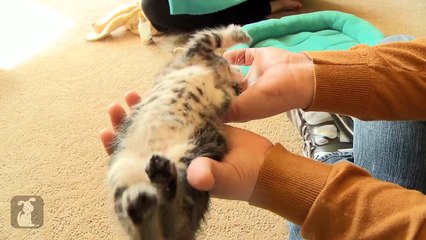 Cutest Kitten Gets Belly Rub And Melts Your Heart - Kitten Love