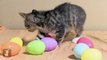 Fluffy Kitten Has Easter Egg Hunt - Kitten Love