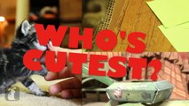 WHO'S CUTEST? YOU DECIDE! - Which Kitten is Cutest? (Episode 2)