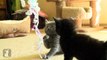 Fluffy Kitten Goes Crazy For Bouncy Ribbon! - Kitten Love