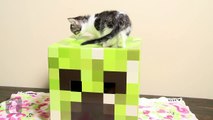 Minecraft Kittens Are Serious Gamers - Kitten Love