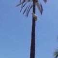 Une chèvre coincée en haut d'un palmier... Bizarre