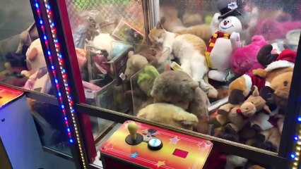 Un chat se retrouve à dormir dans une machine à pinces !