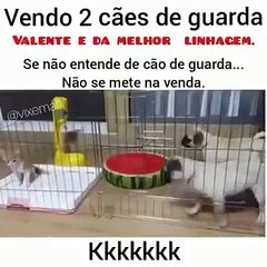 Vende-se 2 cães de guarda - PROMOÇÃO