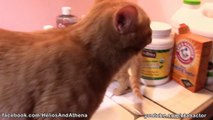 Ginger Kittens Drinking from Faucet #CUTE!!