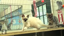 Hilarious Baby Kittens Won't Let Go Of Feather Toy - Kitten Love