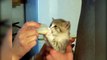 Tiny Kitten Drinks Milk From A Tiny Bottle