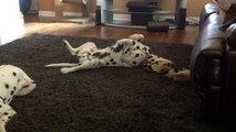 Kitten copies Dalmation, thinks she's a dog?