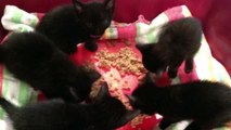 Amazing woman rescues starving kittens from Walmart - You won't believe what she named them