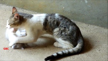 Dog saves kitten from biting cat