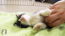 Belly Rubs for Adorable Kitten - Kitten Love