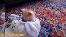 FUNNY VIDEOS: Funny Kittens Falling Asleep - Funny Cats - Kitten Funny Videos Compilation