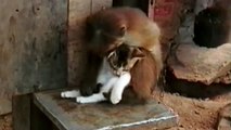 Just A Monkey Cuddling A Kitten