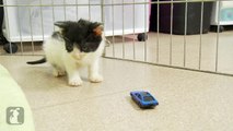 Shy Kitten Scared of Toy Cars - Kitten Love