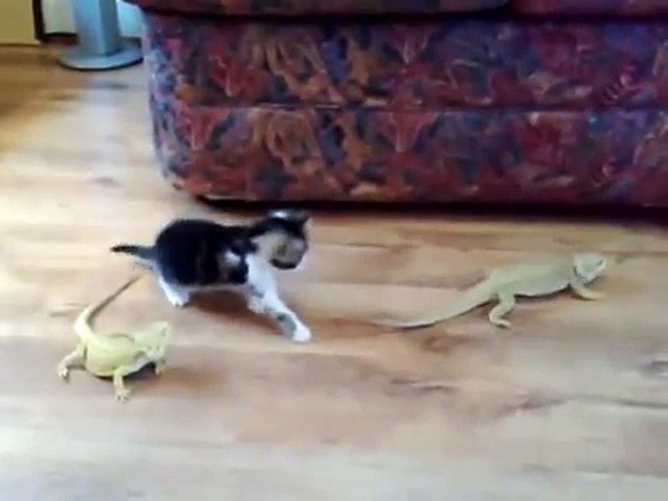 Funny: Scared Kitten over Iguana