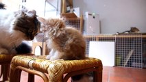 Beautiful, Sitting Kitten(PRIN) ／ Cat Cafe in Tokyo Japan