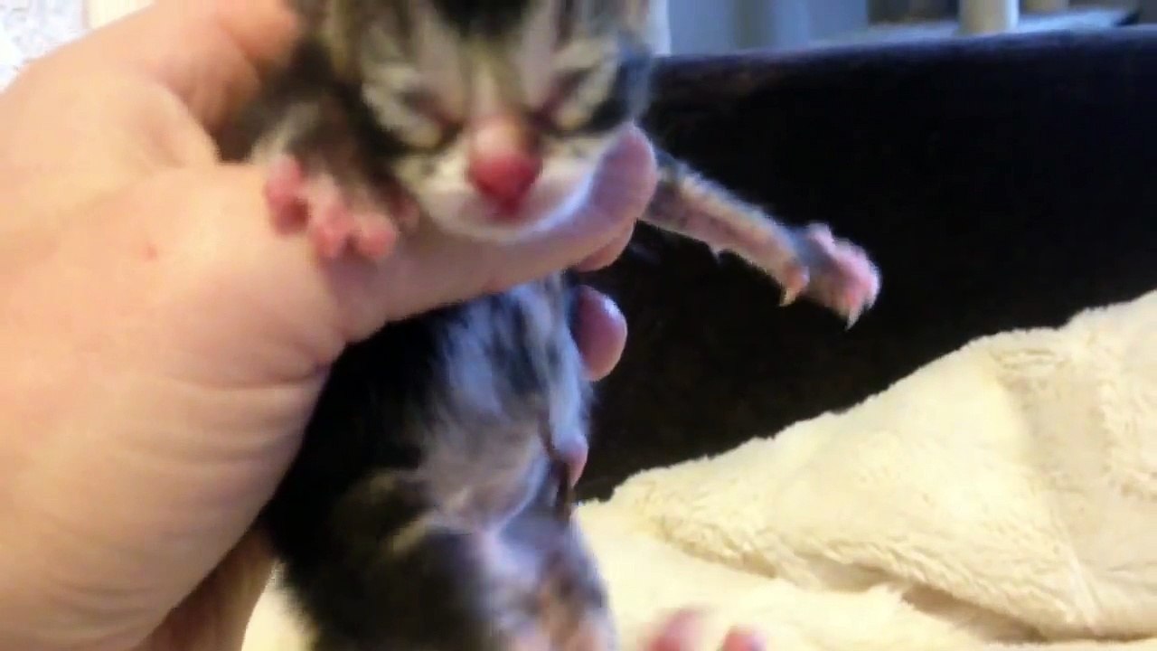 Newborn rescue kitten