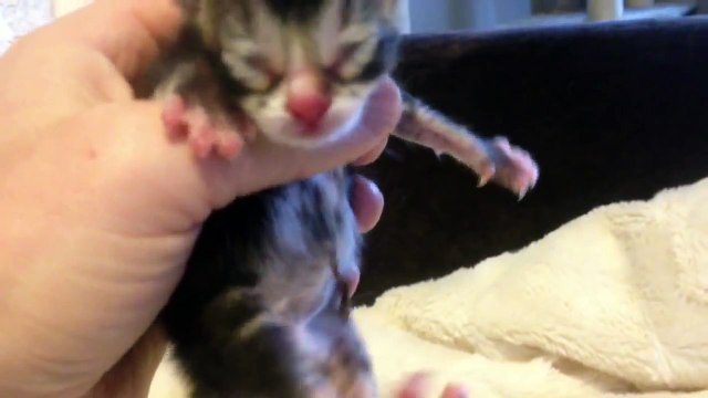 Thumbnail