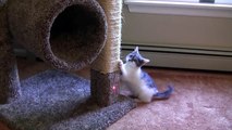 KITTEN VS LASER | Cute Kitten Leo Chasing Laser