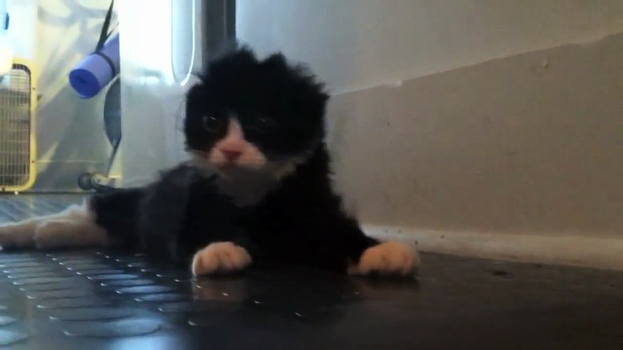 Justin the burned kitten