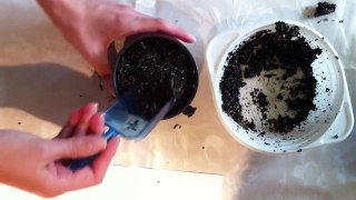 Growing Drosera carnivorous plants from seeds - Step by step - Part 4