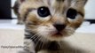 Don't worry, my Cute baby Kitten |  Cute Cat Moments