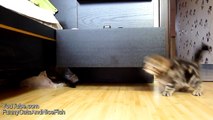 Funny Cats Compilation of fighting, dancing and playing  Cute Kittens