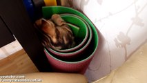 Funny Cat ninja tricks | Cute Scottish Fold Kitten learns to dive