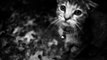 Cute Scottish Fold Kitten
