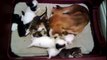 Orphaned kittens adopted by mama dog