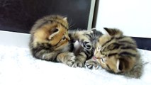 Funny Kittens - Crouching Tigers stalking