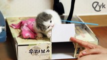 Cute Scottish Fold Kitten Nibbles a Box