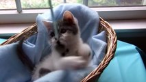 Kitten in a Basket | Cute Kitten Leo