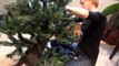 Oskar the Blind Kitten and the Christmas Tree